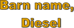 Barn name, 
  Diesel 