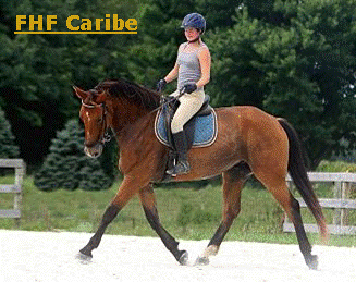 Text Box: Gary is an elegant overall picture with flawless conformation, lovely gaits and a trainable nature. This striking and capable gelding is schooling training/1st level with a willing attitude and much aptitude. He is very sane, sound and demonstrates good form and natural ability.  Gary will be suitable for a talented am. or jr. with trainer supervision. Excellent potential for a performance career in dressage or jumping. With this gelding�s pedigree and talent he could advance and excel in either discipline with appropriate future training opportunities. 